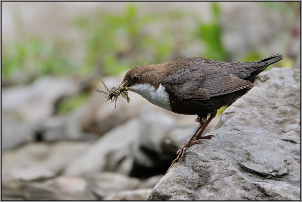 fette Beute... Wasseramsel *Cinclus cinclus*