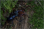 zwischen modrigen Stämmen... Hirschkäfer *Lucanus cervus*