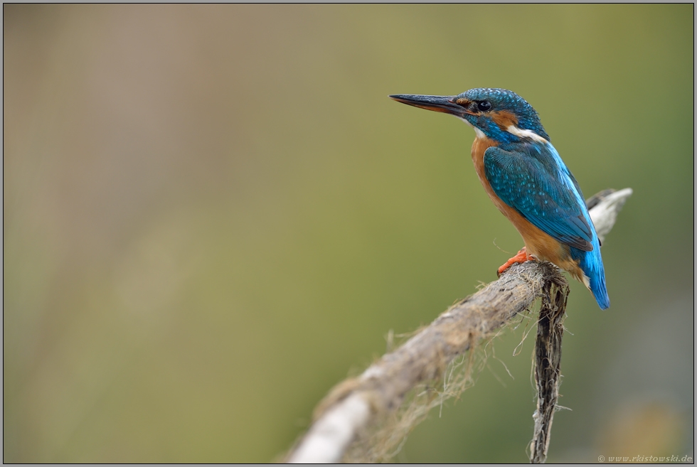 geschickter Jäger... Eisvogel *Alcedo atthis*