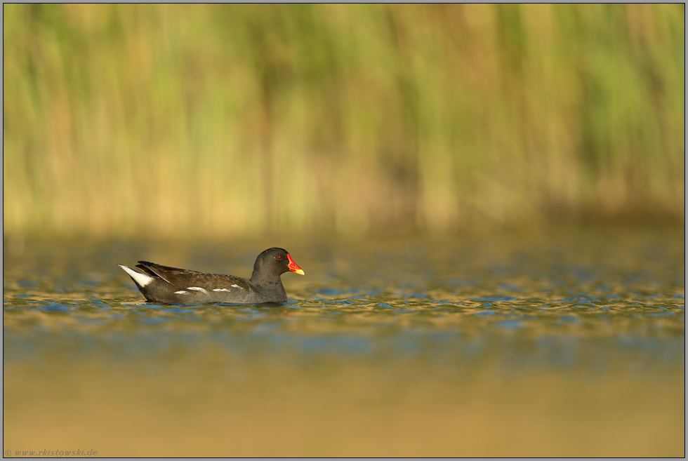 noch ein Schilfbewohner... Teichhuhn *Gallinula chloropus*