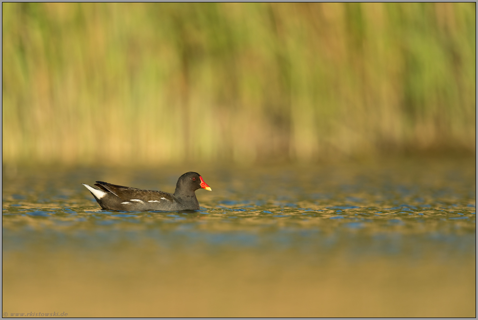 noch ein Schilfbewohner... Teichhuhn *Gallinula chloropus*