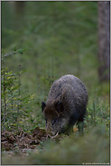 am Gebräch... Wildschwein *Sus scrofa*