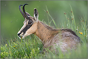 auf saftigen Bergwiesen... Gämse *Rupicapra rupicapra*