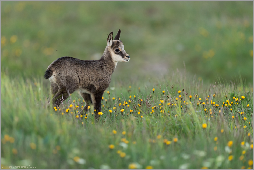 in der Blumenwiese... Gamskitz *Rupicapra rupicapra*