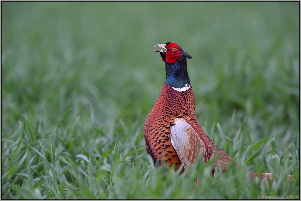 Fasanenschrei... Fasanenhahn *Phasianus colchicus*