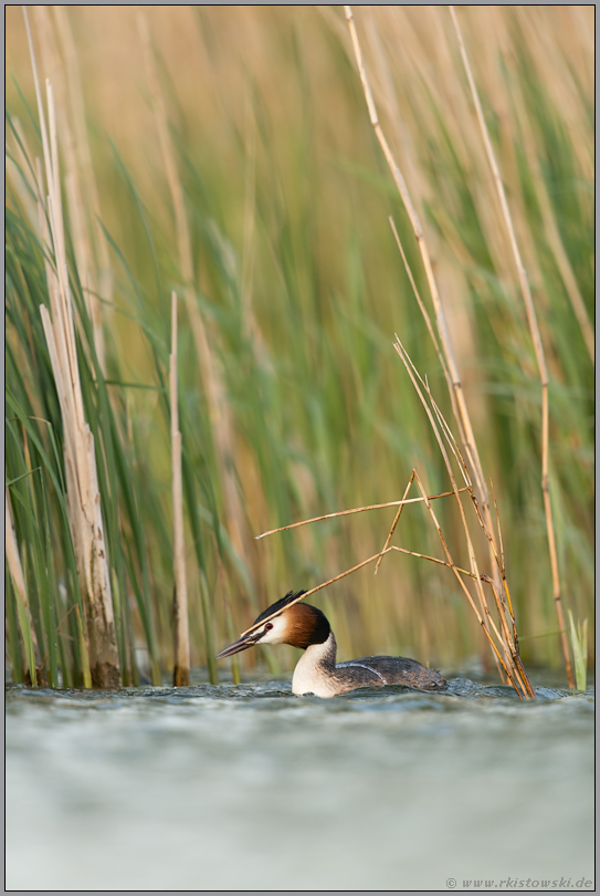 Beschaffung von Nistmaterial... Haubentaucher *Podiceps cristatus*