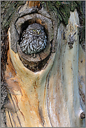 in der Naturhöhle... Steinkauz *Athene noctua*