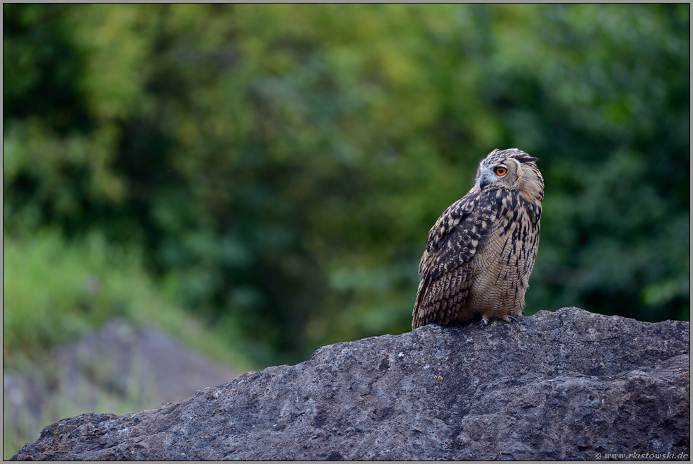 auf dem langezogenen Felsen... Europäischer Uhu *Bubo bubo*