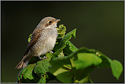 ein Jungvogel... Neuntöter *Lanius collurio*