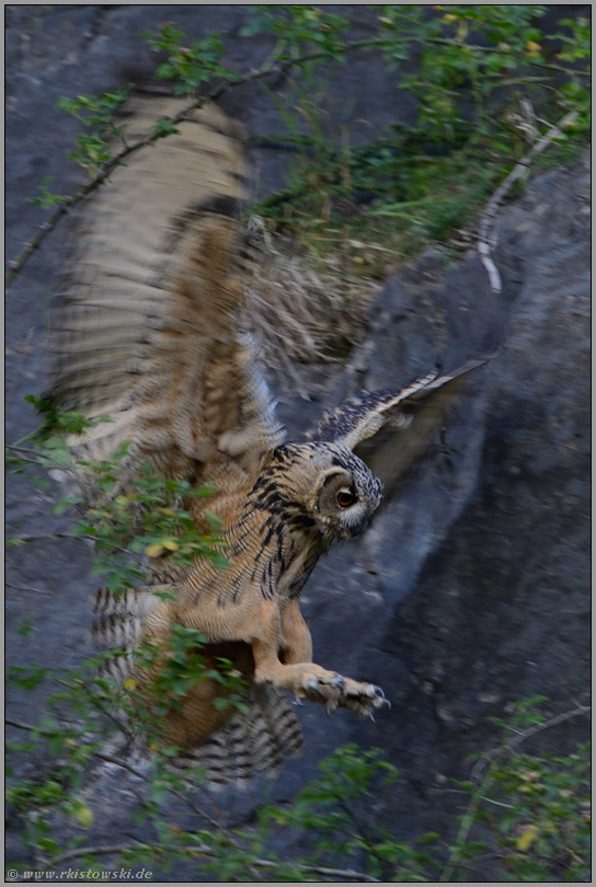 der Zugriff... Europäischer Uhu *Bubo bubo*