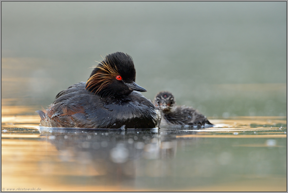 im Licht der Sonne... Schwarzhalstaucher *Podiceps nigricollis*