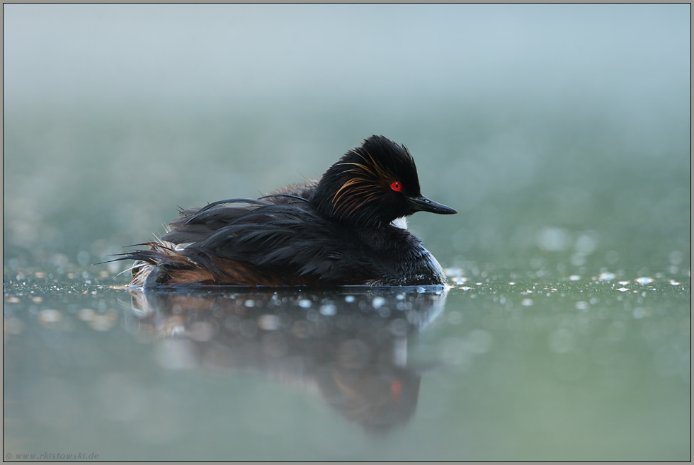 im Dunst... Schwarzhalstaucher *Podiceps nigricollis*