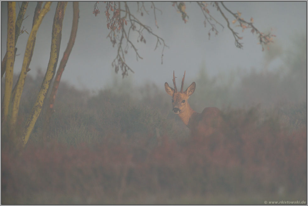 eingerahmt... Rehbock *Capreolus capreolus*