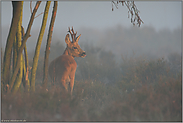 Morgenstund... Rehbock *Capreolus capreolus*