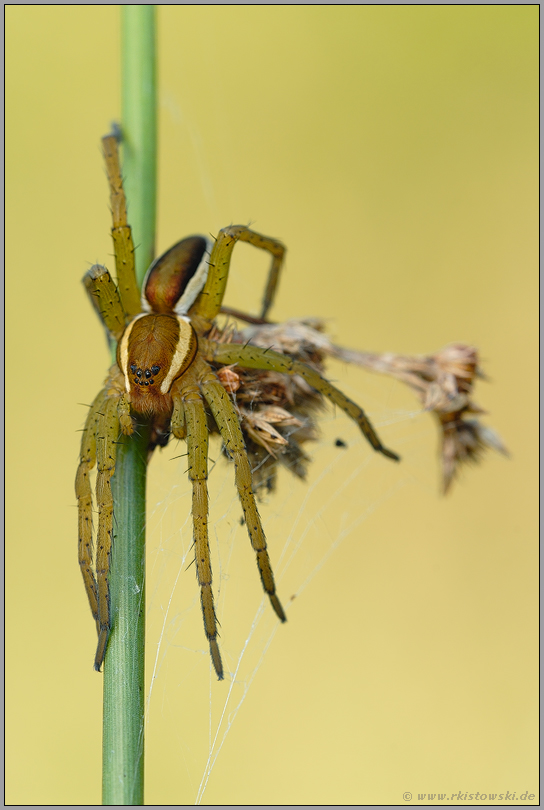 einfach mal abhängen... Gerandete Jagdspinne *Dolomedes fimbriatus*