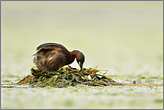 sorgfältig... Zwergtaucher *Tachybaptus ruficollis*