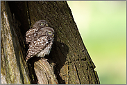 vor der Baumspalte... Steinkäuze *Athene noctua*