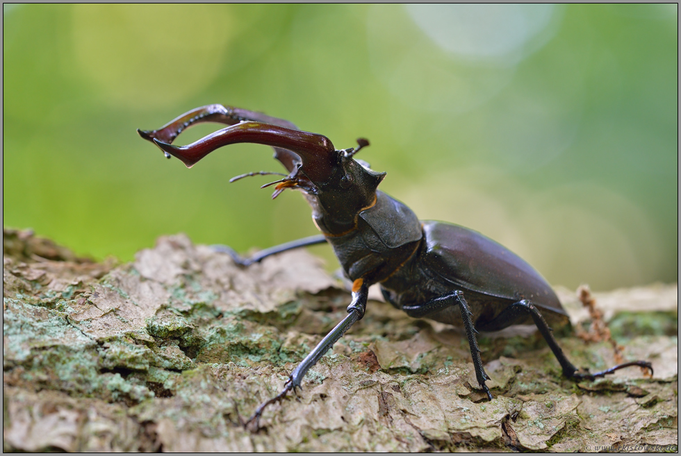 Drohhaltung... Hirschkäfer *Lucanus cervus*