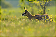 es ist Sommer... Gämse *Rupicapra rupicapra*