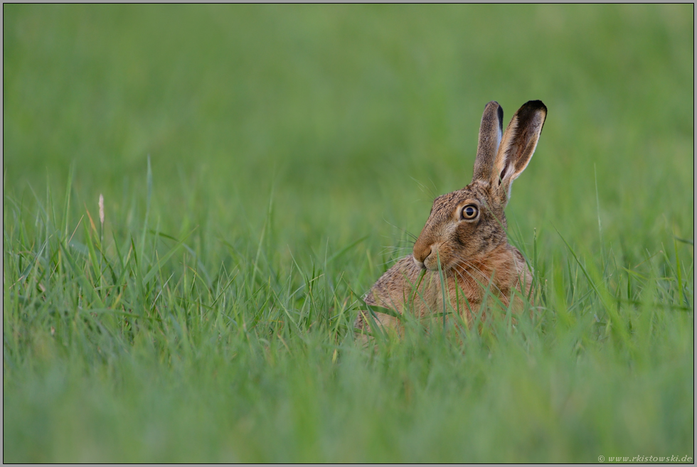 ganz gemütlich... Feldhase *Lepus europaeus*