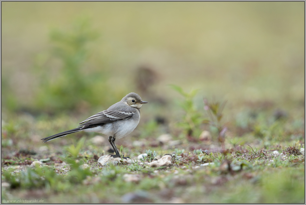 Jungvogel... Bachstelze *Motacilla alba*