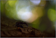 hoch oben im dunklen Wald... Hirschkäfer *Lucanus cervus*