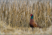 zur Erntezeit... Jagdfasan *Phasianus colchicus*