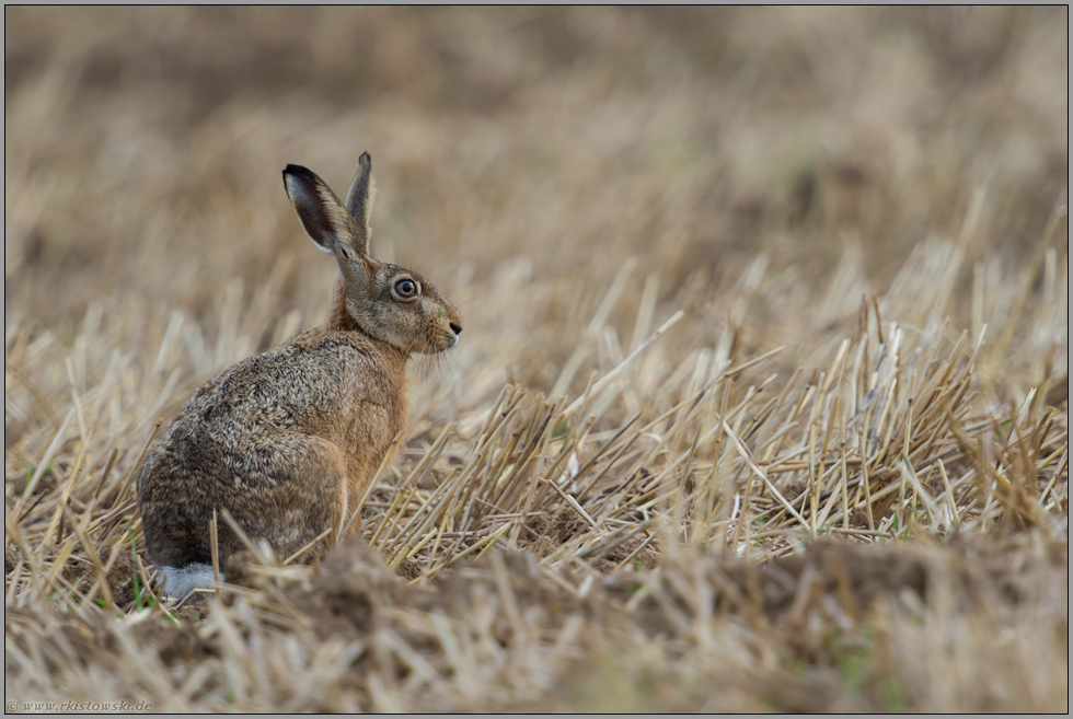 zwischen Getreidestoppeln... Feldhase *Lepus europaeus*