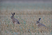 im Stoppelfeld... Feldhasen *Lepus europaeus*