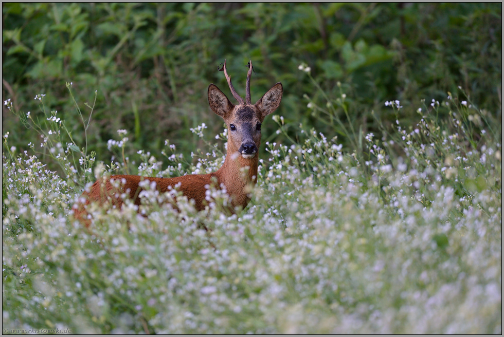 am Rand der Wiese... Rehbock *Capreolus capreolus*