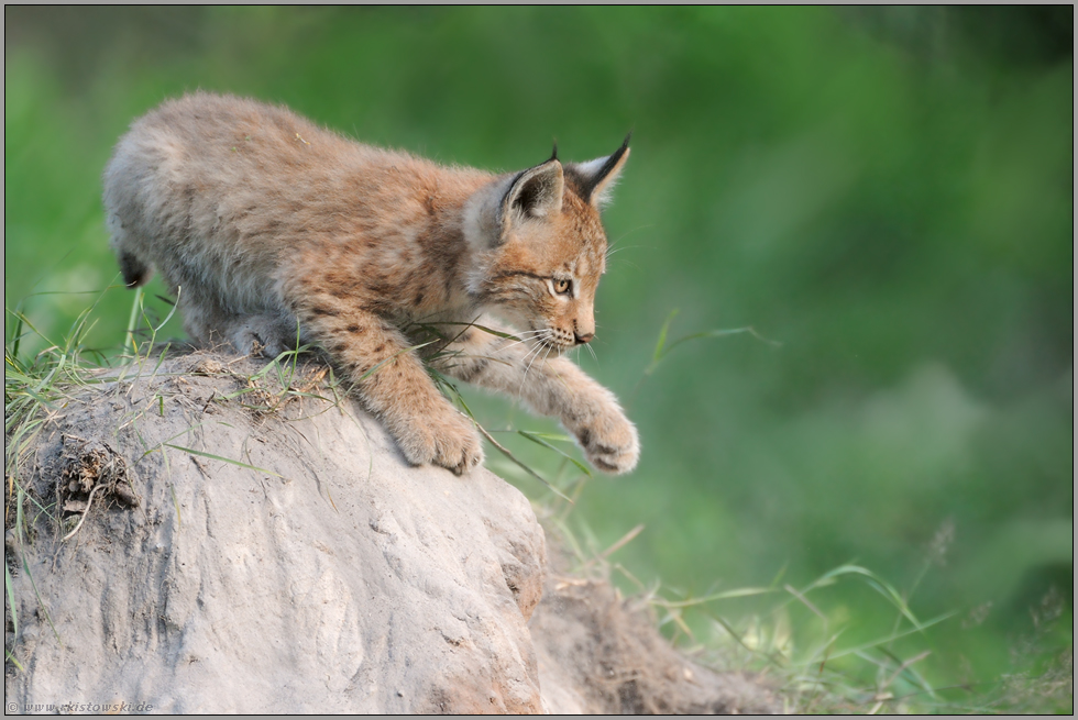 verspielt... Eurasischer Luchs *Lynx lynx*