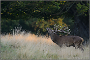 drohend... Rothirsch *Cervus elaphus*