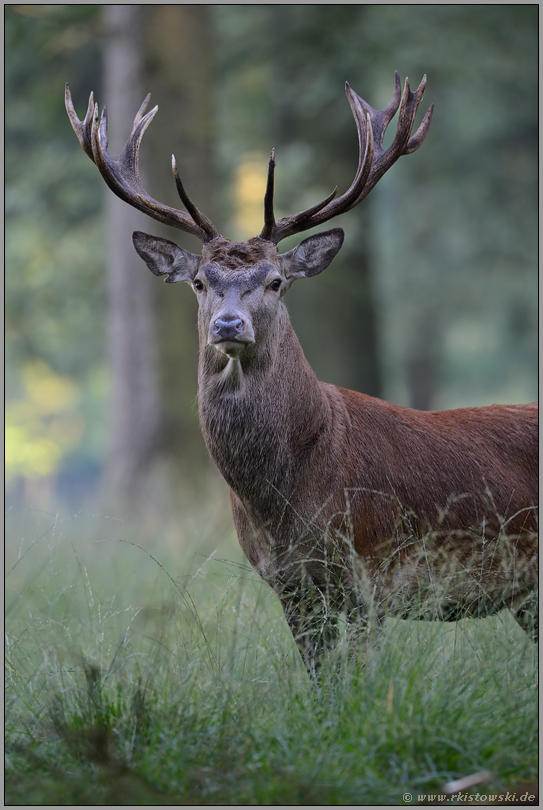 prächtiger Nachwuchshirsch... Rothirsch *Cervus elaphus*