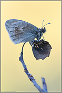 filigran... Kleines Wiesenvögelchen *Coenonympha pamphilus*