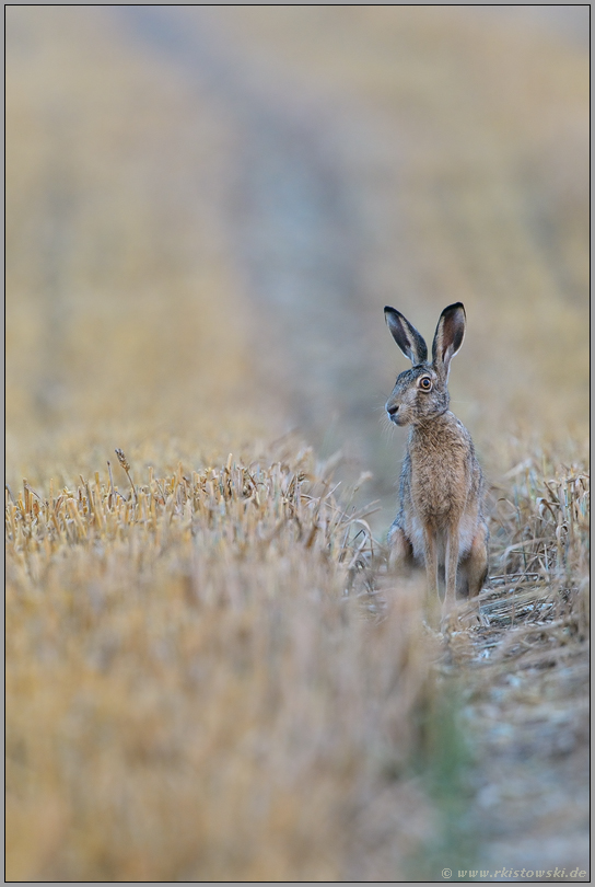 keck... Feldhase *Lepus europaeus*