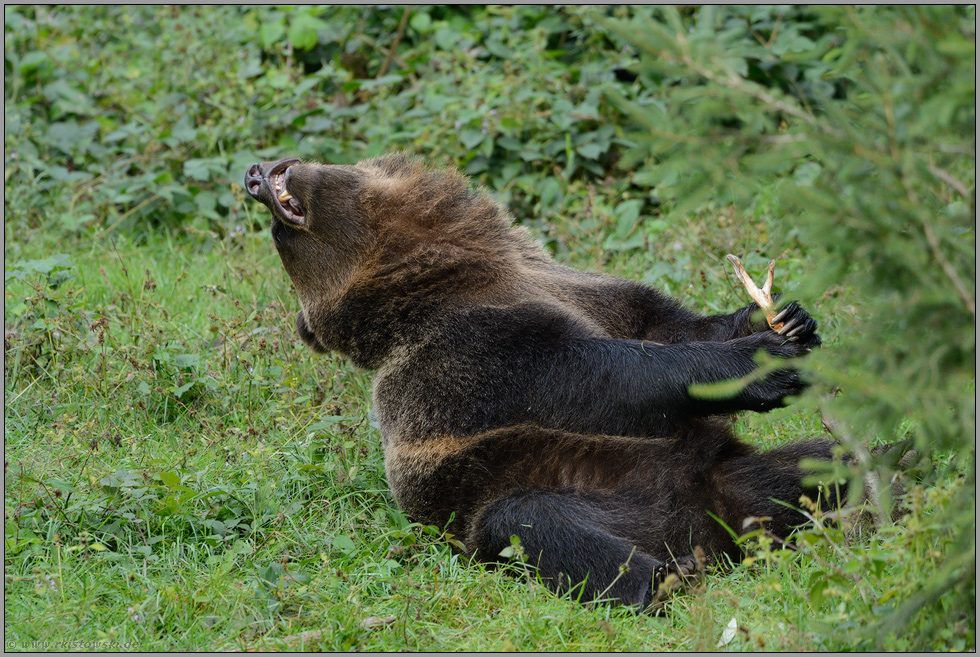 in Zeiten höchster Anstrengung... Europäischer Braunbär *Ursus arctos*