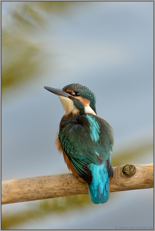 prüfender Blick... Eisvogel *Alcedo atthis*