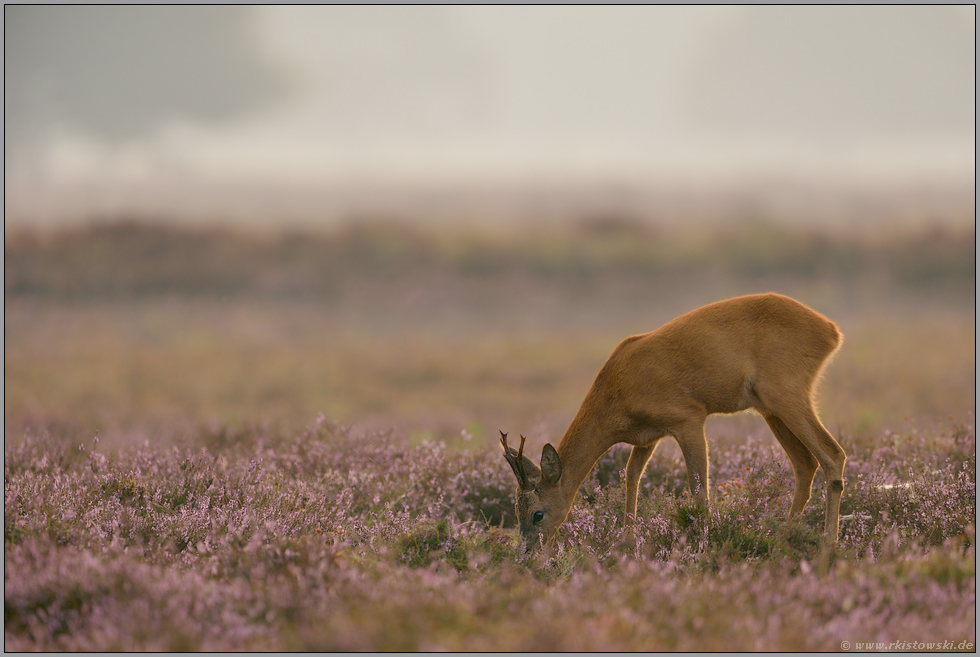 äsend...  Rehbock *Capreolus capreolus *