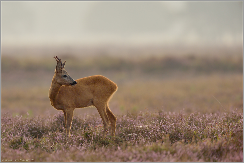 ein Blick zurück... Reh *Capreolus capreolus *