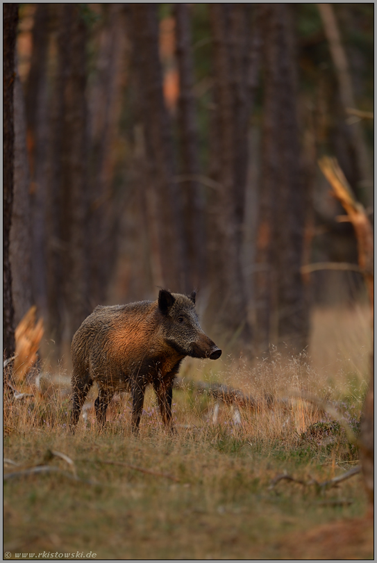 unentschlossen... Wildschwein *Sus scrofa*