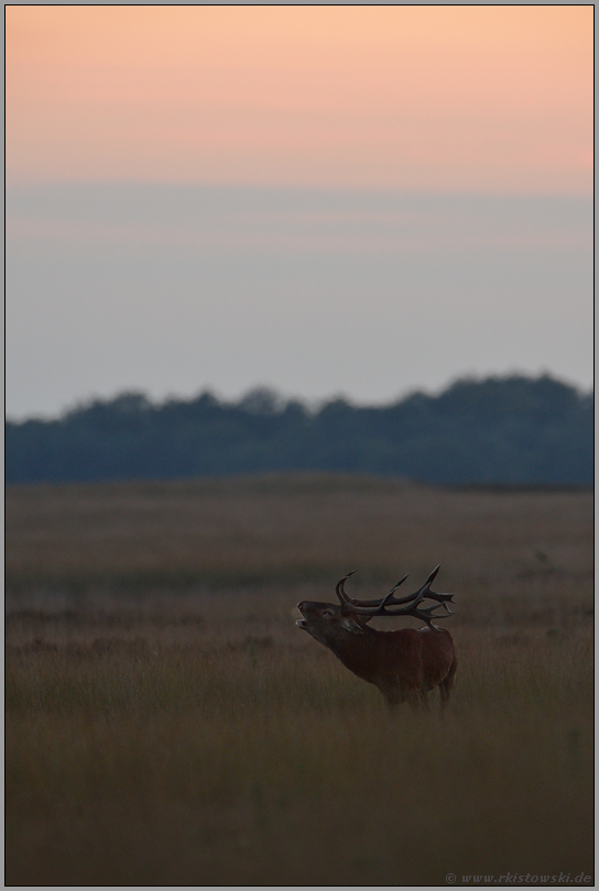 immer wieder ein Erlebnis... Rotwildbrunft *Cervus elaphus*