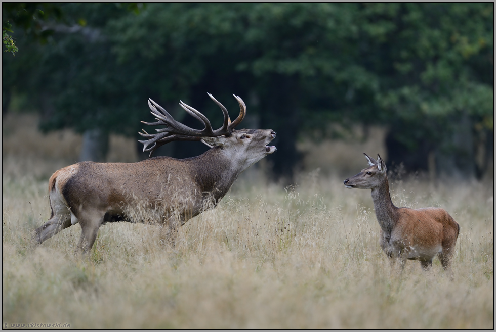 röhrender Hirsch mit Rottier... Rotwild *Cervus elaphus*