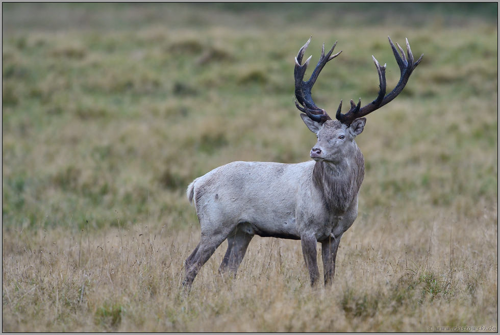 weißer Hirsch... Rothirsch *Cervus elaphus*