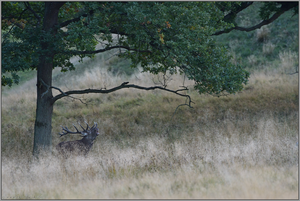 auf Distanz... Rothirsch *Cervus elaphus*