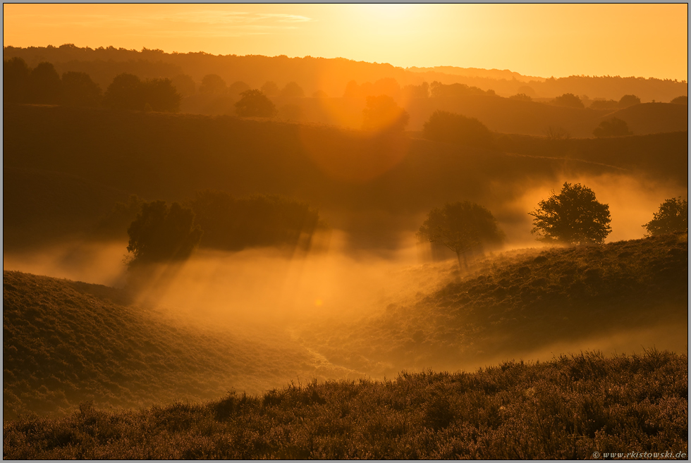 Bodennebel in der Heide... Veluwe *Niederlande*