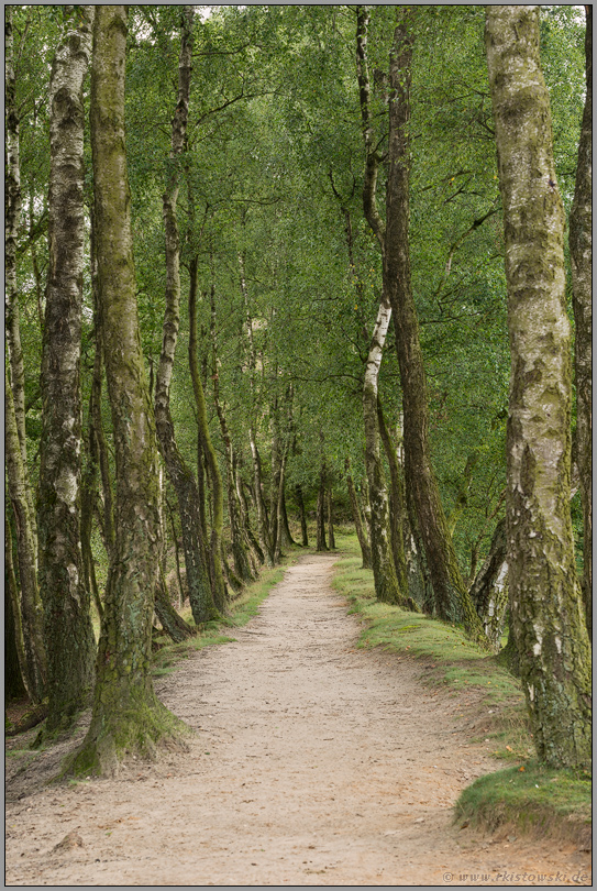 Wege... Birkenallee *Veluwe*