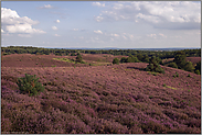 endlose Weite... Veluwe *Niederlande*