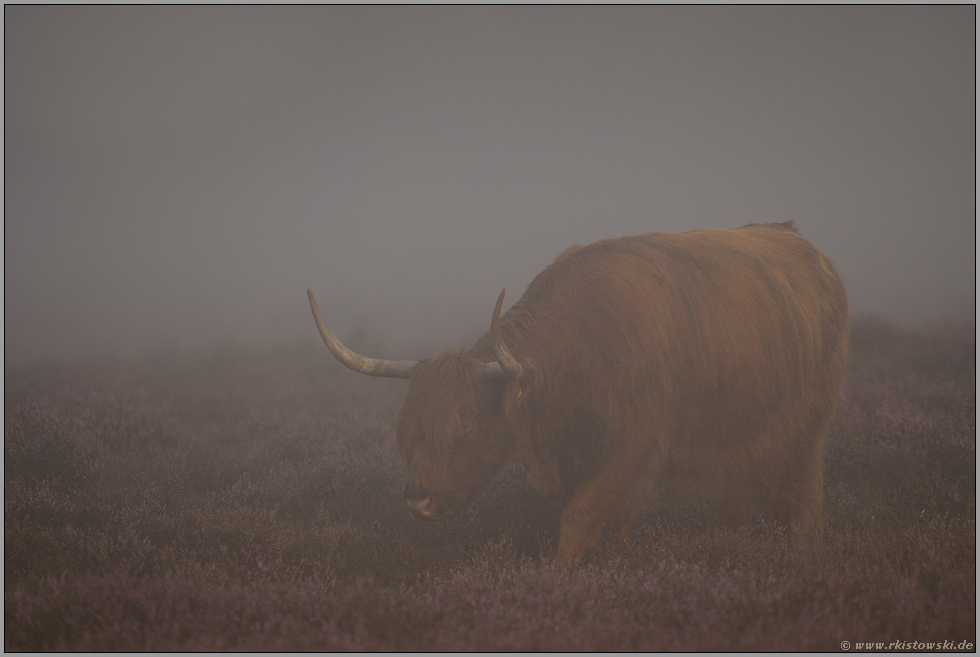 dichter Nebel in der Heide... Schottisches Hochlandrind *Bos primigenius f. taurus*