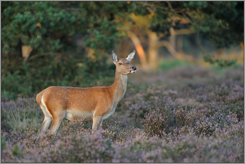 Hirschkuh... Rottier *Cervus elaphus*