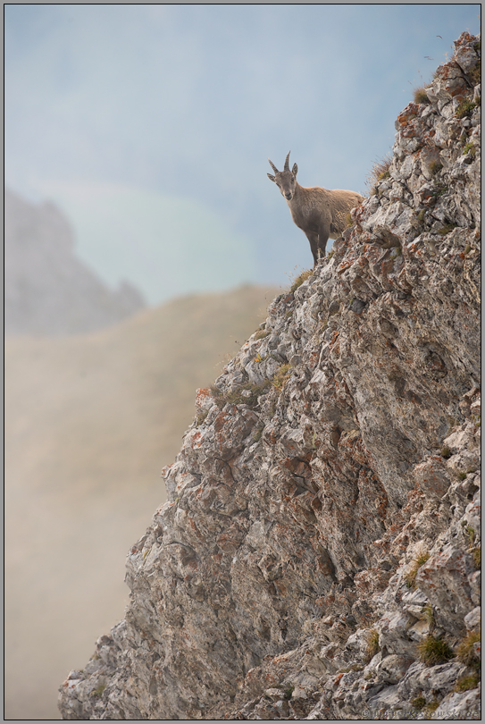 unter Beobachtung... Alpensteinbock *Capra ibex*